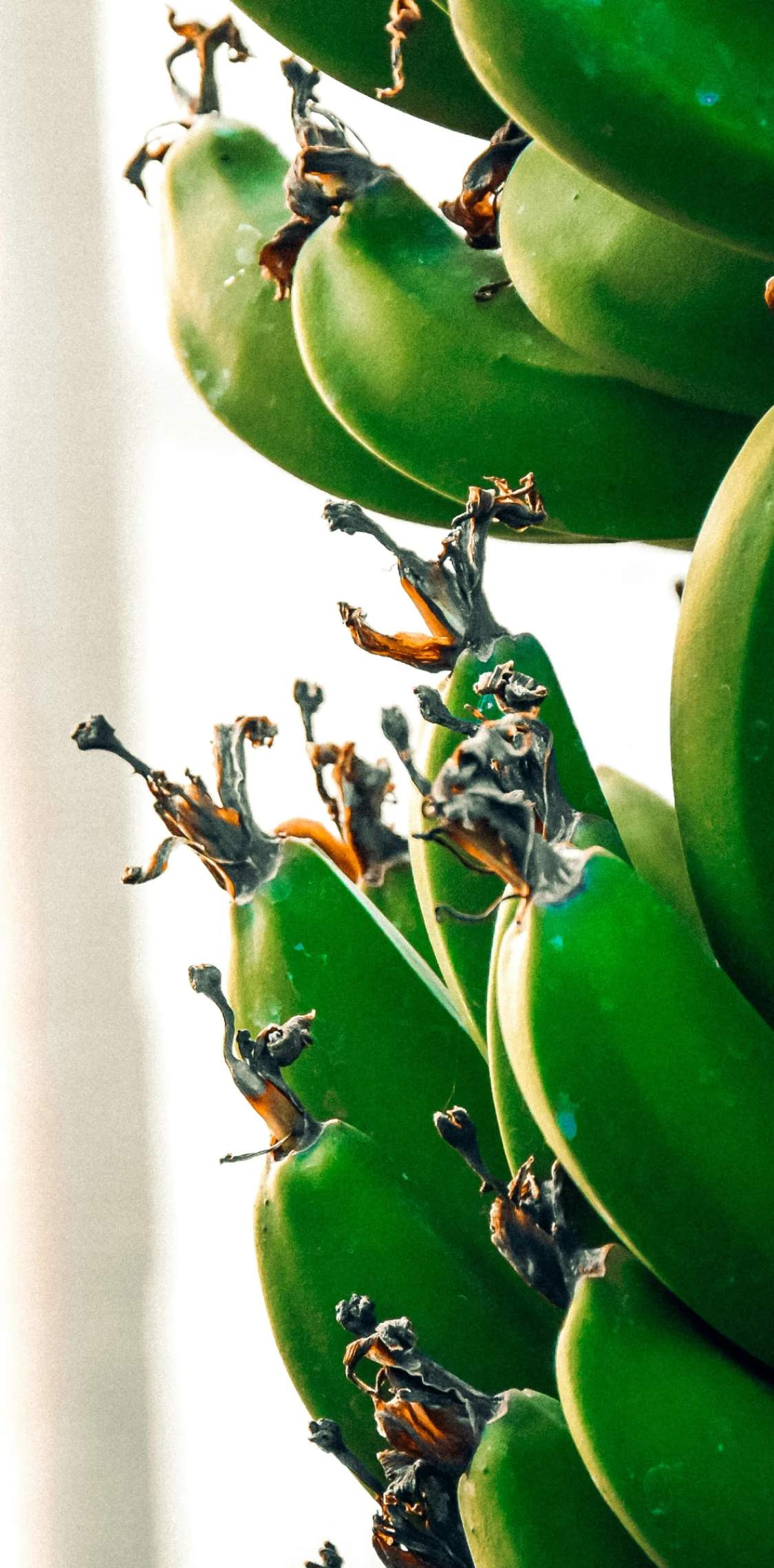 Green bananas growing on tree