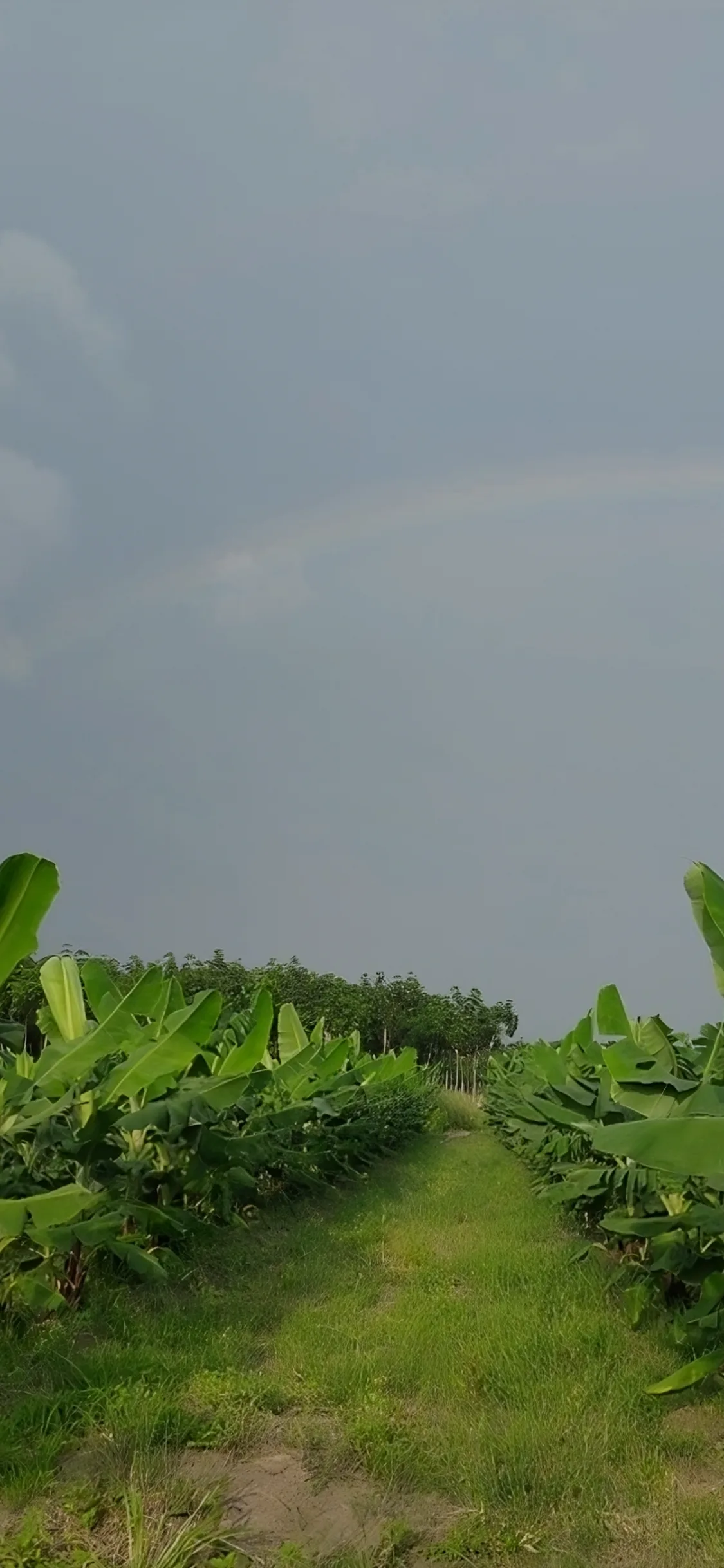 Green bananas growing on tree