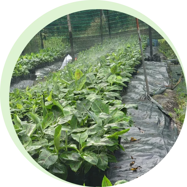 Planting Phú Lâm Farm