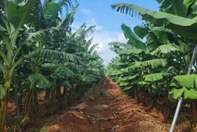 Research the new line product for banana waste