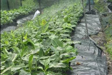 Develop the sustainable fiber materials made from banana stem waste