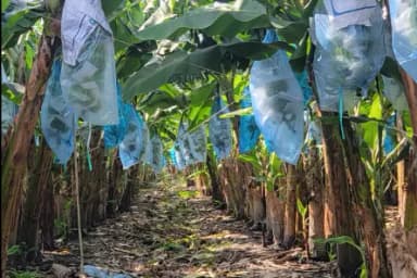 Develop the product from fiber banana and recycling / composting. Build product line export with maximize product and reduce the waster fruit for farming